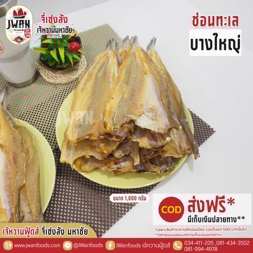 ปลาช่อนทะเลบางใหญ่ ณ