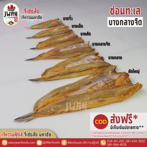 ปลาช่อนทะเลบางกลางจืด ส