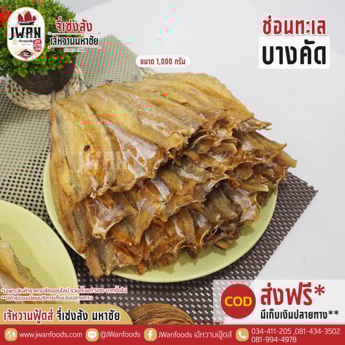 ปลาช่อนทะเลบางคัด ณ