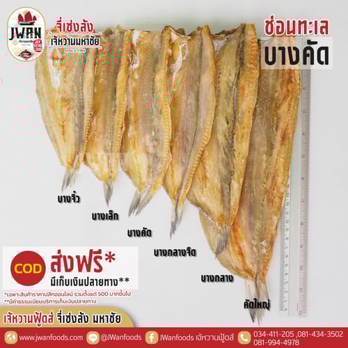 ปลาช่อนทะเลบางคัด ณ