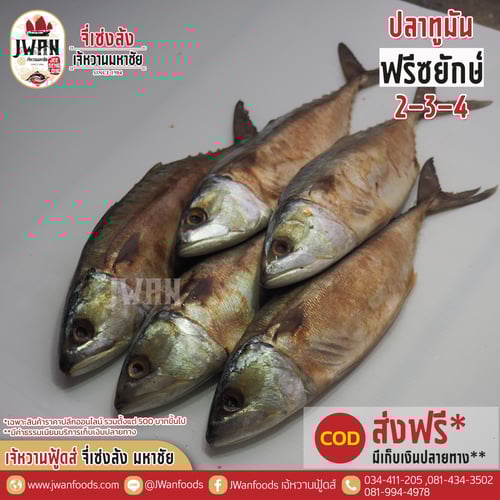 ปลาทูมันฟรีซยักษ์ 2-3-4