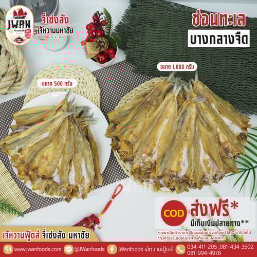 ปลาช่อนทะเลบางกลางจืด ส