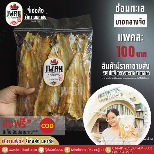 ปลาช่อนทะเลบางกลางจืด ส