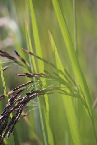 ข้าวก่ำล้านนา