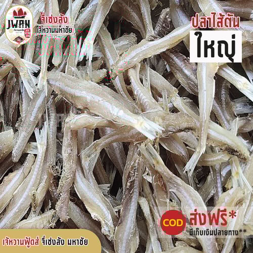 ปลาไส้ตันใหญ่