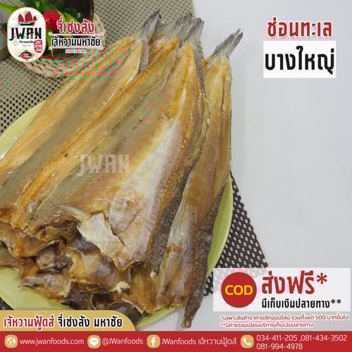 ปลาช่อนทะเลบางใหญ่ ณ