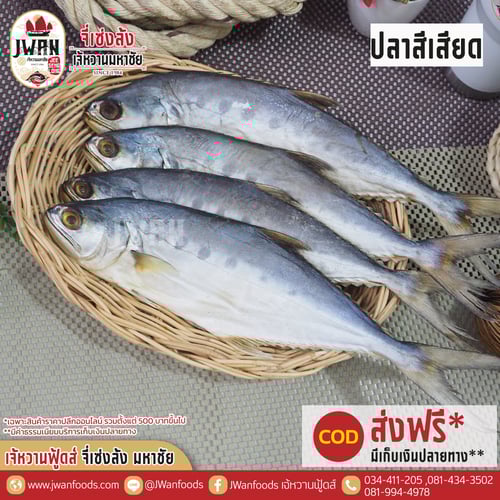 ปลาสีเสียด