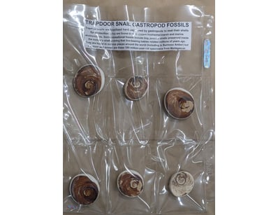 COLLECTION OF 100 MILLION YEAR OLD TRAPDOOR SNAIL ...