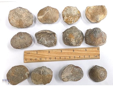 DOZEN 400 MILLION YEAR OLD BRACHIOPOD FOSSILS FROM...