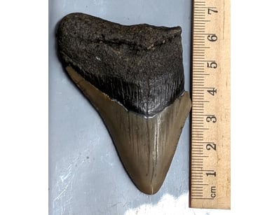 The Curio Collection (A999) - Lot 563