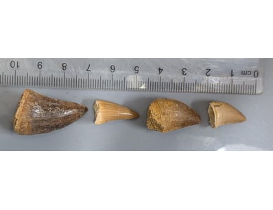 The Curio Collection (A999) - Lot 576