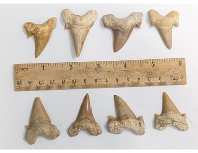 Antiques, Vintage & Interior Treasures (A998) - Lot 1514