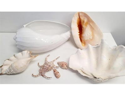 The Curio Collection (A1000) - Lot 406