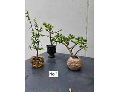 3 Succulents In Decorative Pots