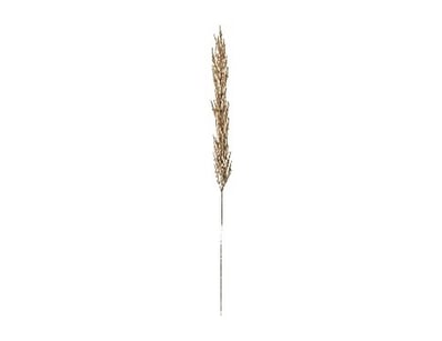 RRP: $79, Pampas Grass (3pk) Fawn 1160mm, 50594133...