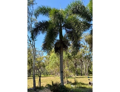 Palm Tree, used for ornamental landscaping.

Note:...