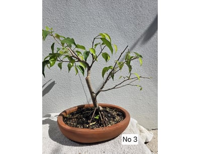 House & Homewares (A91001) - Lot 1376