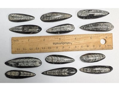 The Curio Collection (A985) - Lot 1128