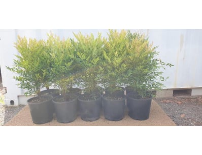 Plenty of Plants - Trees & Shrubs (NSWA997) - Lot 5