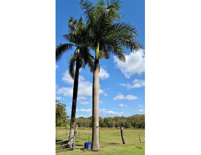 Palm Tree, used for ornamental landscaping.

Note:...