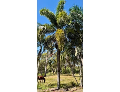 Palm Tree, used for ornamental landscaping.

Note:...