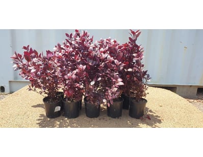 Plenty of Plants - Trees & Shrubs (NSWA997) - Lot 15