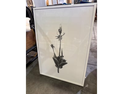Framed botanical pencil drawing depicting a flower...
