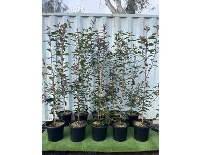 Plenty of Plants - Trees & Shrubs (NSWA977) - Lot 20