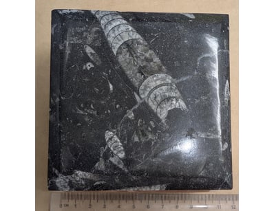 The Curio Collection (A985) - Lot 1121