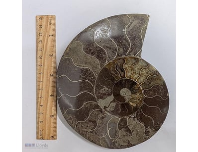 LARGE HALF KILO 120 MILLION YEAR OLD AMMONITE FOSS...