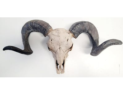 The Curio Collection (A1000) - Lot 403