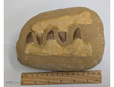 70 MILLION YEAR OLD MOSASAUR JAW FOSSIL FROM MOROC...