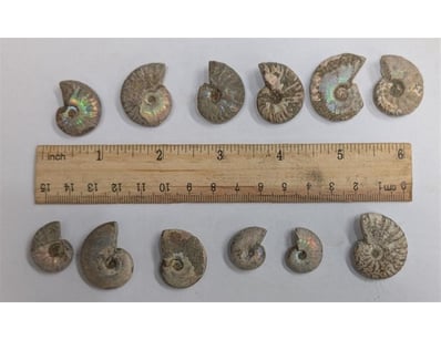 The Curio Collection (A988) - Lot 5033