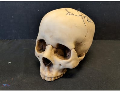 PSA/DNA CERTIFIED SKULL AUTOGRAPHED BY ANDREW LINC...