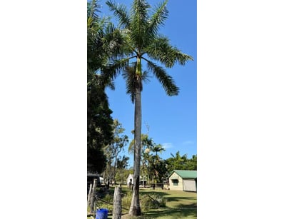 Palm Tree, used for ornamental landscaping.

Note:...