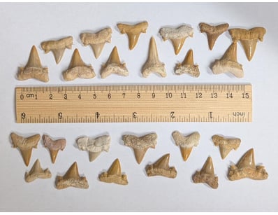 The Curio Collection (A999) - Lot 603