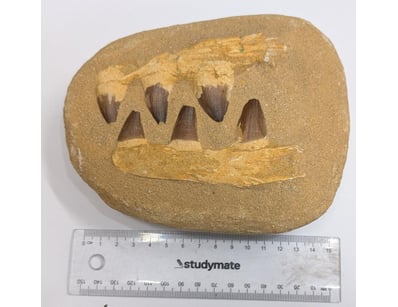 The Curio Collection (A983) - Lot 1152