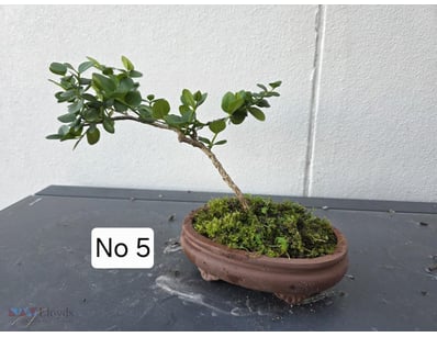 Bonsai Desert Star Jasmine 2020 With White Scented...