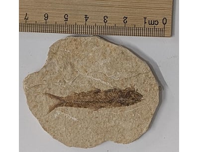 Antiques, Vintage & Interior Treasures (A1006) - Lot 9028