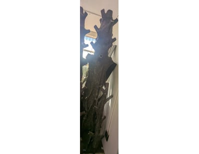 Substantial tree ornament 3m+ in height featuring ...