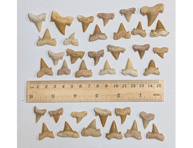 The Curio Collection (A991) - Lot 520