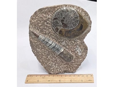 The Curio Collection (A991) - Lot 505