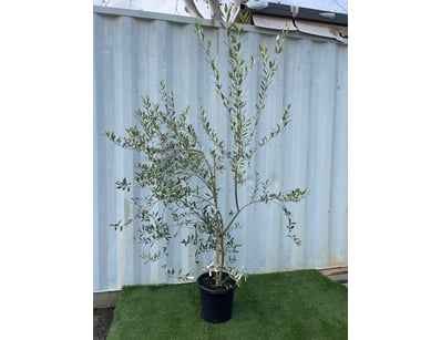 Plenty of Plants - Trees & Shrubs (NSWA977) - Lot 25
