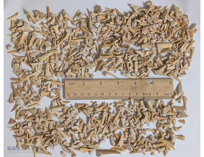 HUNDREDS OF 40 MILLION YEAR OLD FOSSILS FROM MOROC...