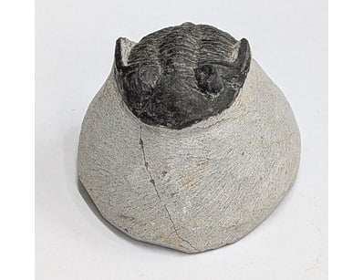 The Curio Collection (A988) - Lot 5028