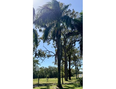 Palm Tree, used for ornamental landscaping.

Note:...