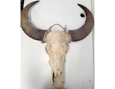 The Curio Collection (A1000) - Lot 402