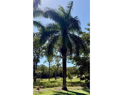 Palm Tree, used for ornamental landscaping.

Note:...