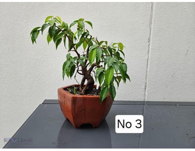 Benjamina Fig Bonsai Tree 2009 In Terracotta Pot 3...