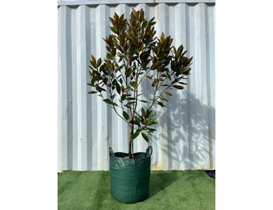 Plenty of Plants - Trees & Shrubs (NSWA977) - Lot 12